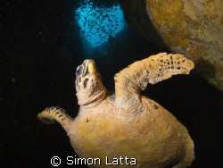 shot with a Sea & Sea DX-1 by Simon Latta 
